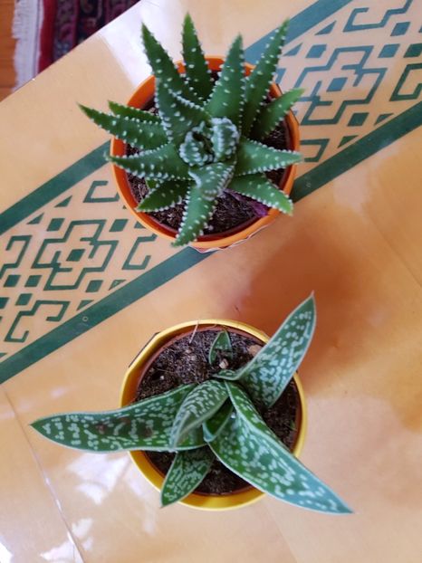 Aloe variegata si aloe aristata - Cactusi si plante suculente 2017-2018-2019