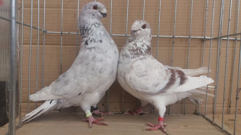 Per.13 - M+F - Perechi - 2017