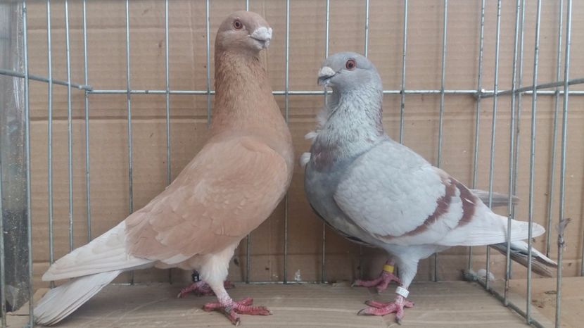 Per.15 - M+F - Perechi - 2017