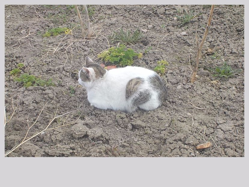  - Animalutele mele