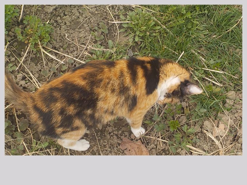  - Animalutele mele