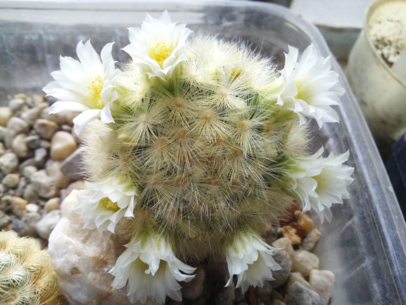 mammillaria carmenae - 2016