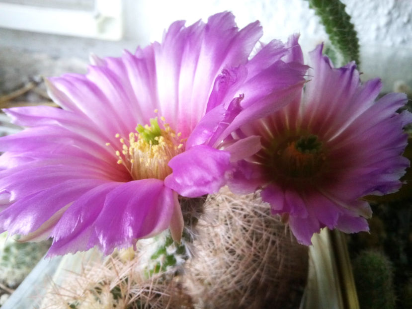echinocereus - 2016