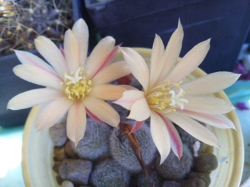 rebutia Sunrise - 2016