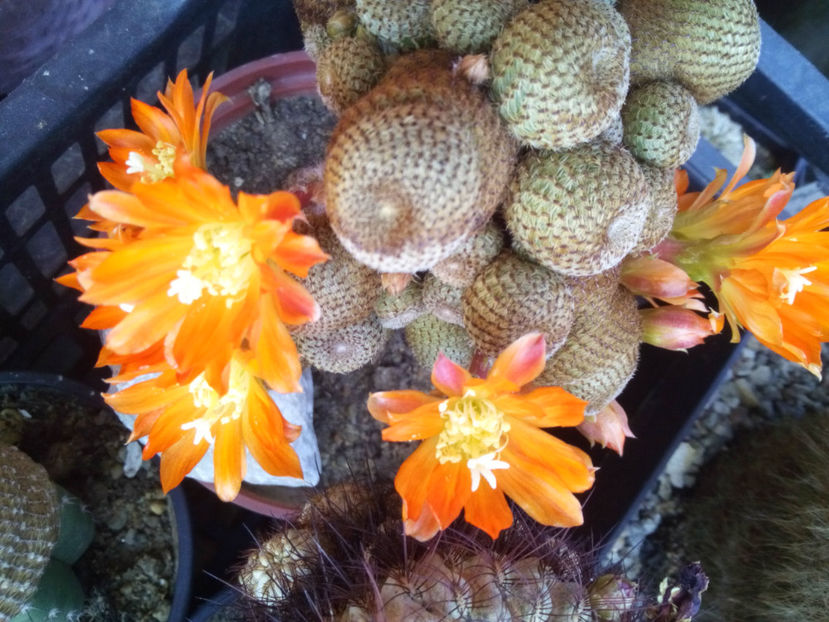 rebutia heliosa - 2016