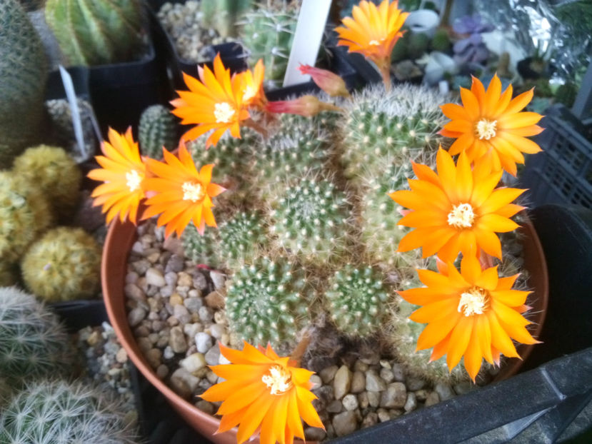 rebutia flavistyla - 2016