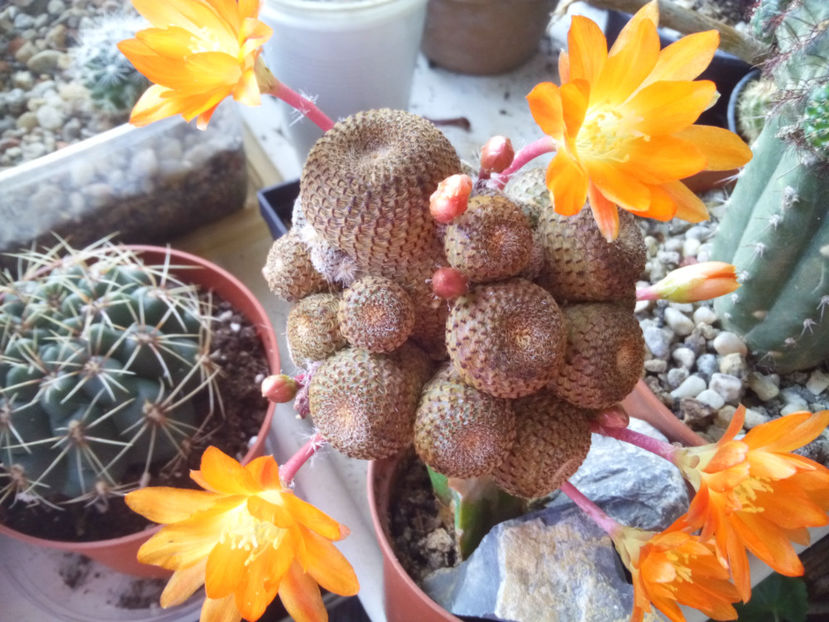 rebutia heliosa - 2016