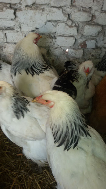  - Brahma herminat deschis