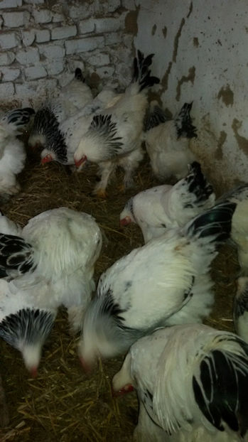  - Brahma herminat deschis