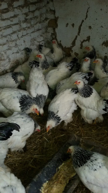  - Brahma herminat deschis