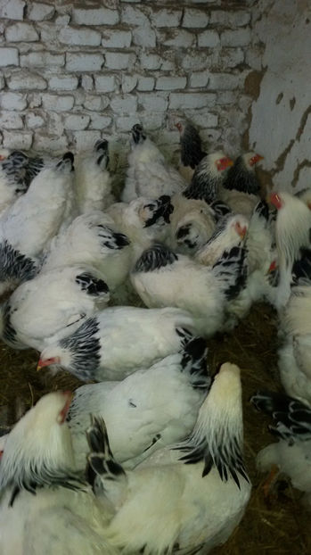  - Brahma herminat deschis