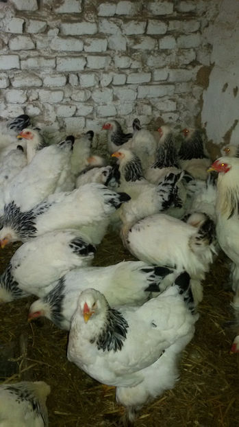  - Brahma herminat deschis