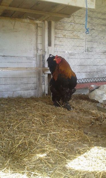  - brahma potarnichiu pe negru