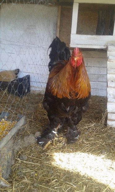  - brahma potarnichiu pe negru