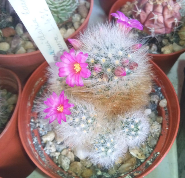 mammillaria laui v dasyacantha - 2017
