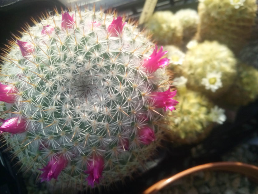 mammillaria - 2017