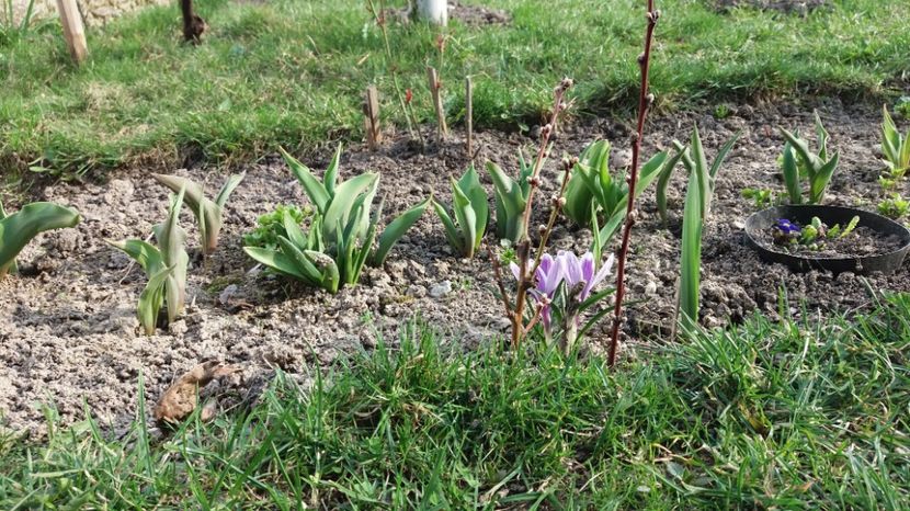  - Primavara lui 2017