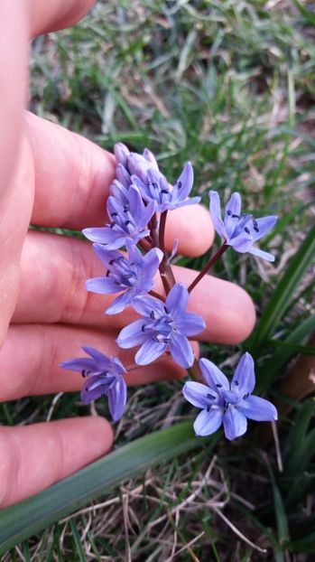  - Primavara lui 2017