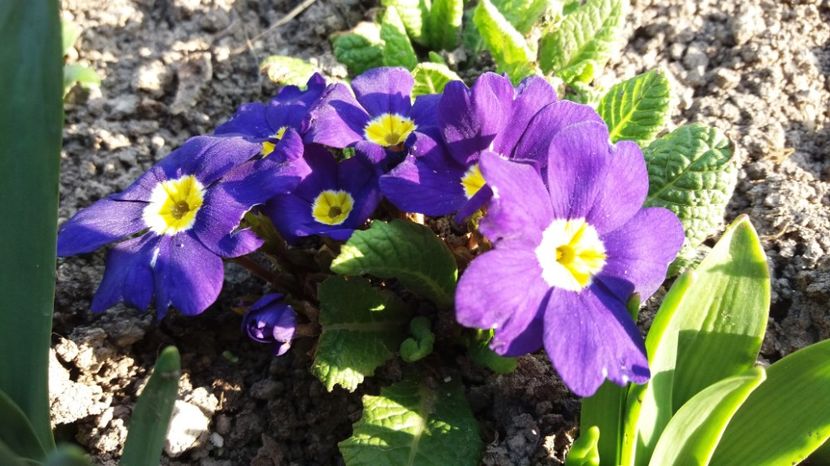  - Primavara lui 2017