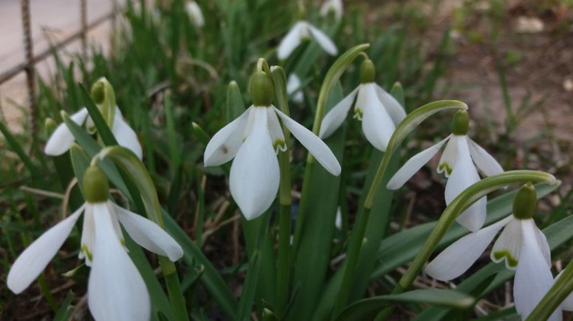  - Primavara lui 2017