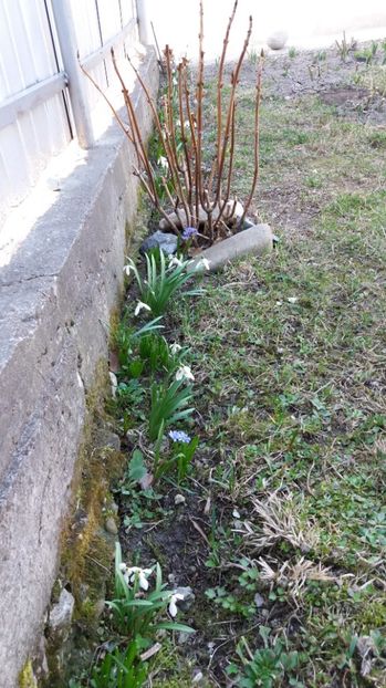  - Primavara lui 2017