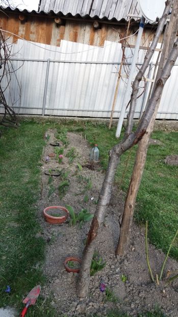  - Primavara lui 2017