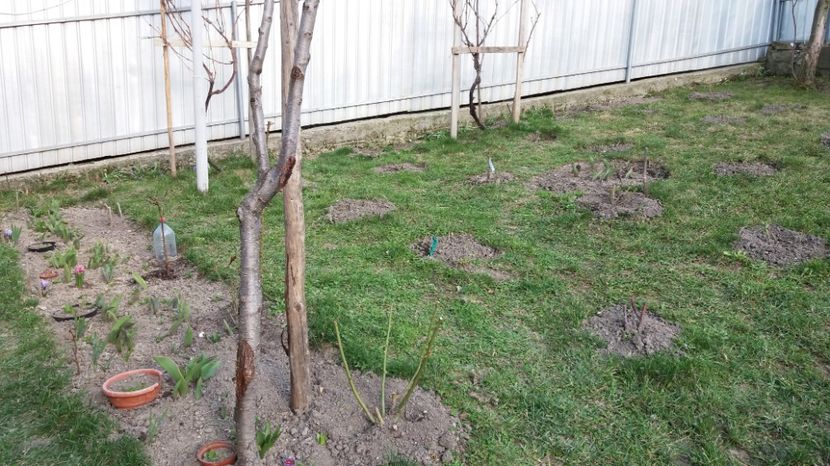  - Primavara lui 2017