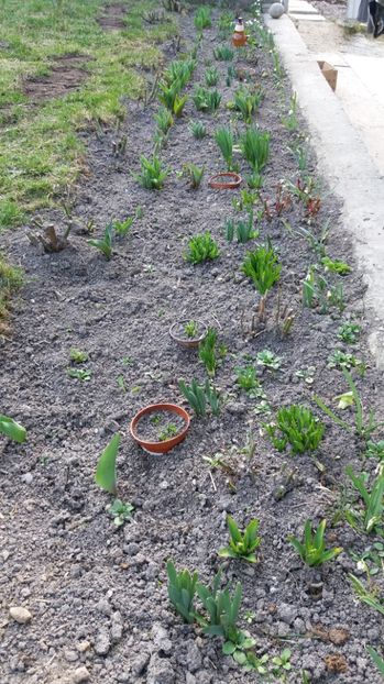  - Primavara lui 2017