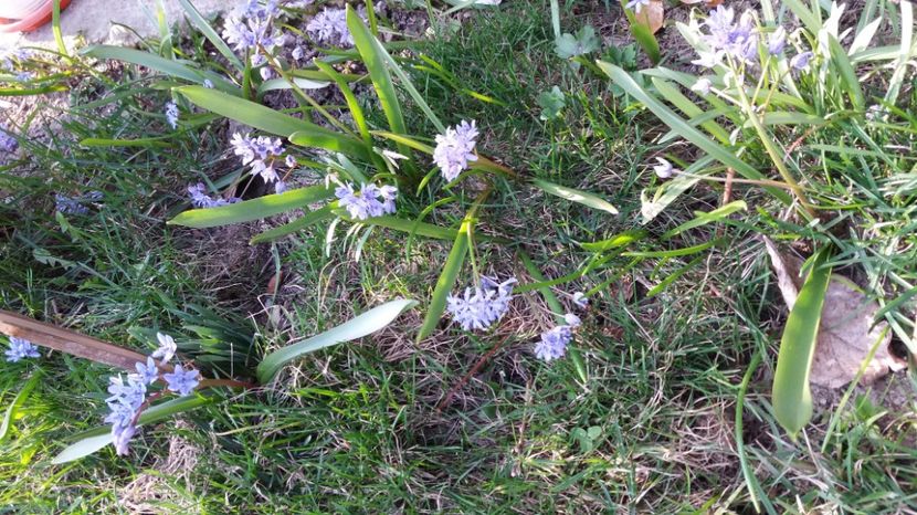  - Primavara lui 2017