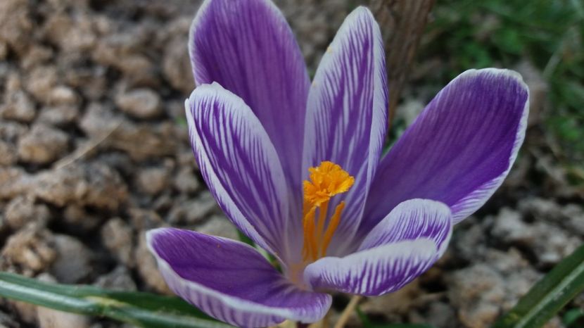  - Primavara lui 2017