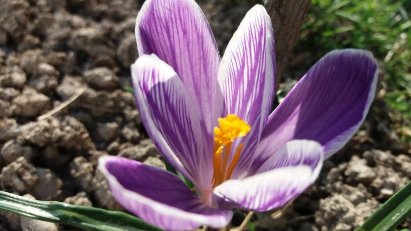  - Primavara lui 2017