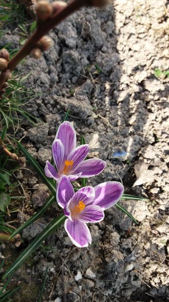  - Primavara lui 2017