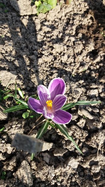  - Primavara lui 2017