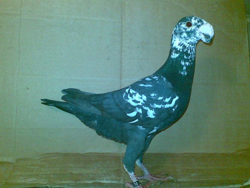 M2016 - voiajori germani