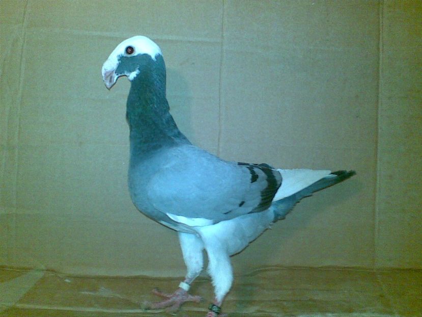 m 2016 - voiajori germani