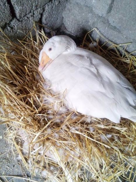  - Incubatoarele in functiune