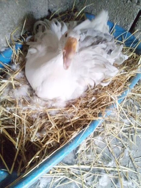  - Incubatoarele in functiune