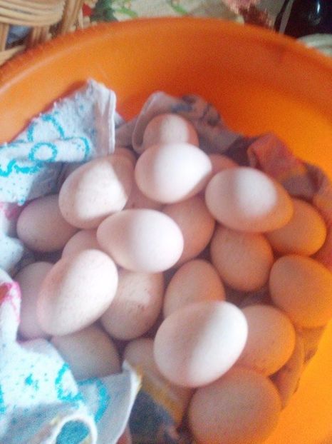 Aici sunt ouale mai vechi, primul este de pe 6 martie - Ouale curcilor