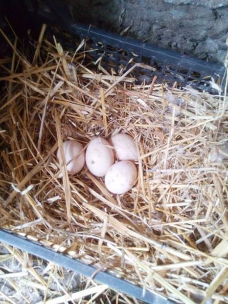 Cuibul uneia dintre ratele baltate! - Rate mute matca 2017