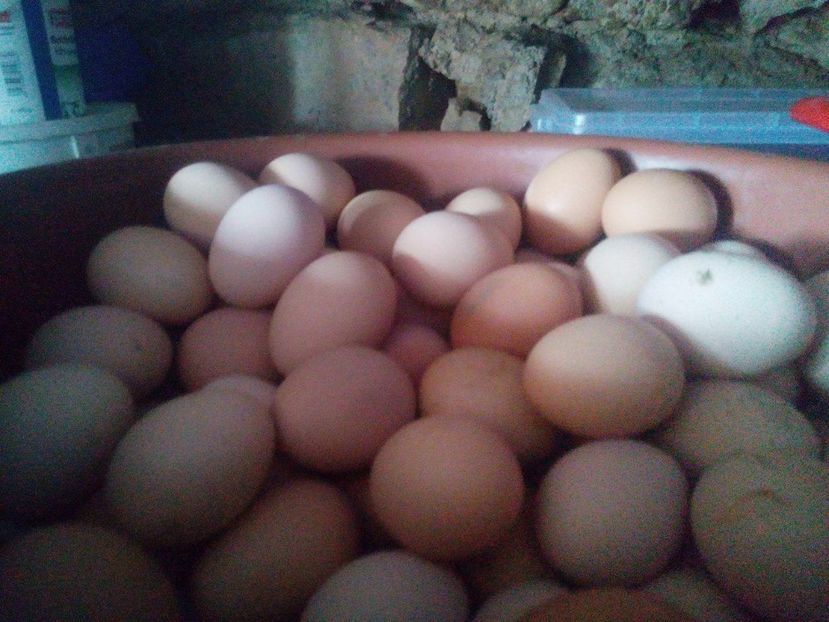 17547422_1693052827658679_1556080680_o - Gaini de tara si Kabir