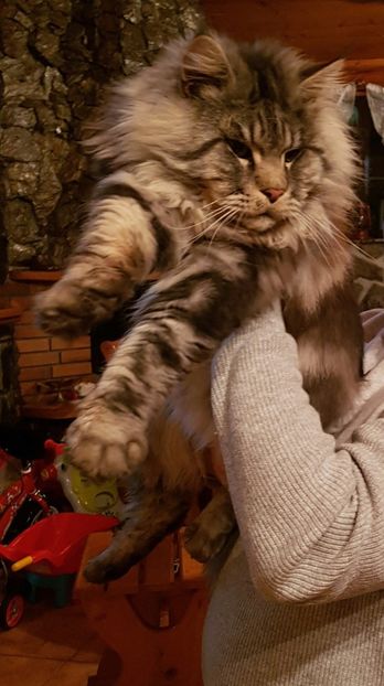  - Maine Coon