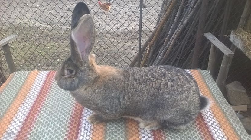  - femela ugg4 RO6 vanduta