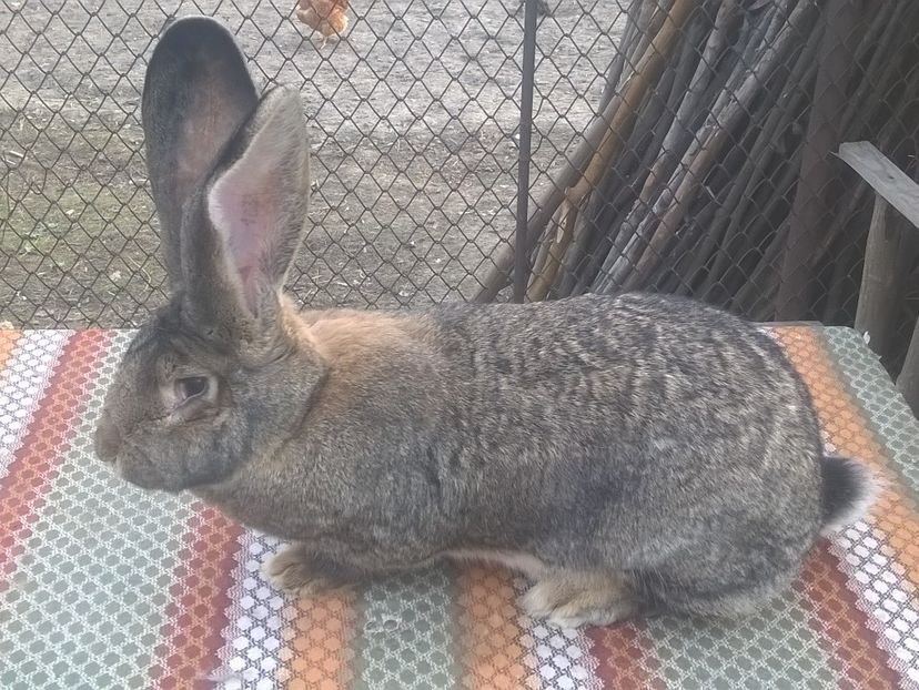  - femela ugg4 RO6 vanduta