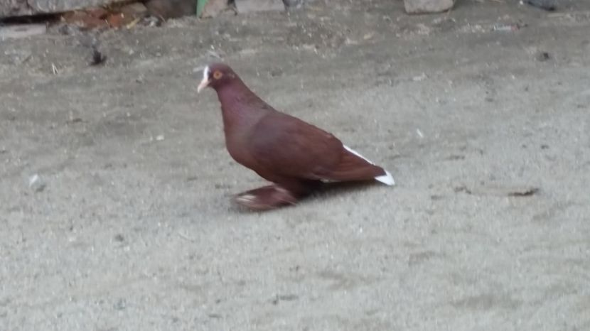  - randunele sasesti coada alba arhiva