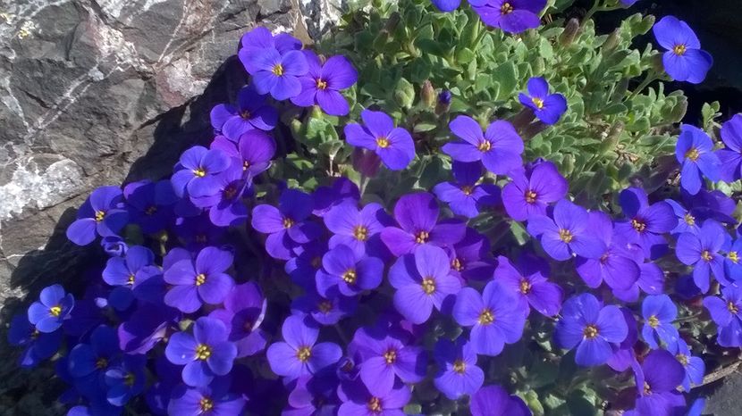 - Gradina de piatra
