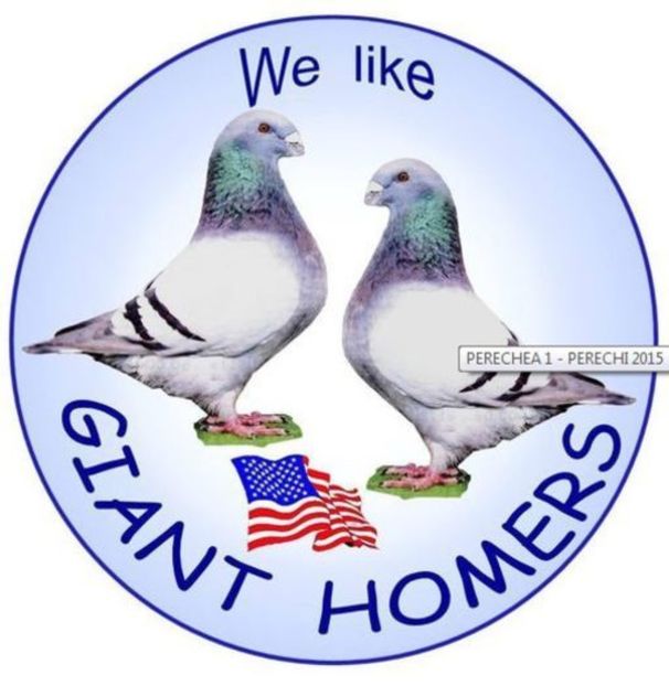 PERECHEA 2 - Matca 2017