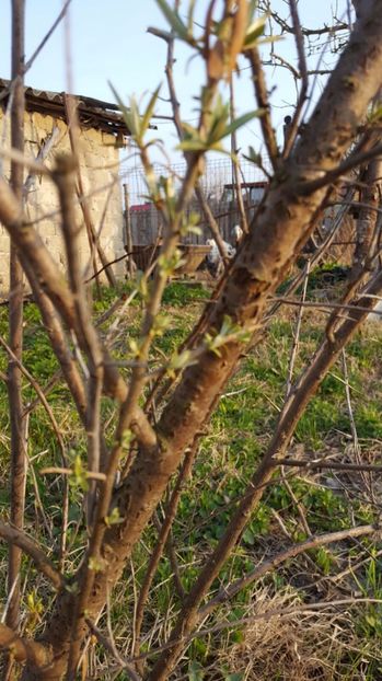 IMG-20170325-WA0041 - Catina 2017