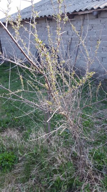 IMG-20170325-WA0002 - Catina 2017