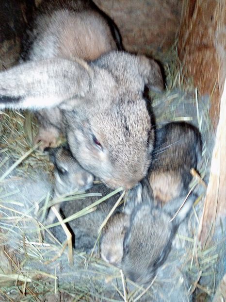  - Iepuroaice de vanzare