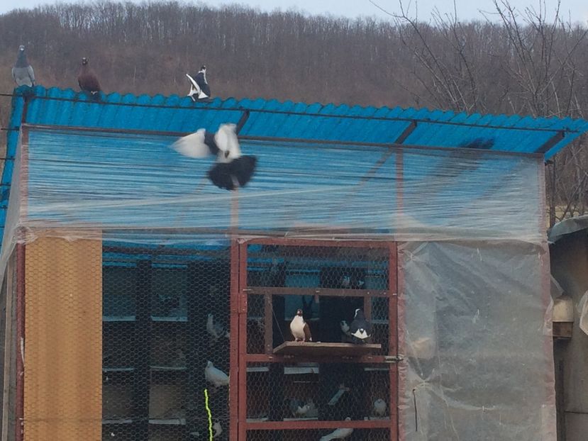  - 001 prima ieșire 2017